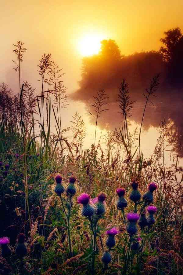 Peisaj luminos de dimineață, cu atmosferă calmă și tonuri albe și naturale